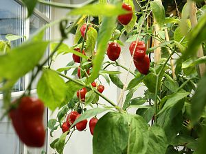 20180120-rocoto-cuencano-HM6C1024