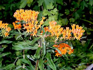 Milkweed_20170801
