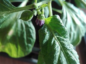 Giant Rocoto