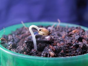 Aji Charapita Helmträger 1