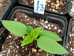 Cayenne