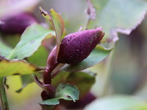 2018_01_28_Lenzrose_