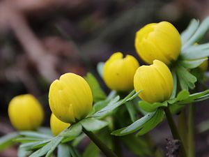 2018_01_28_Winterlinge_