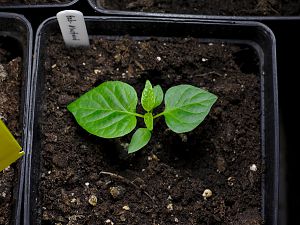 Habanero Mustard