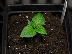 Habanero Ebony Giant