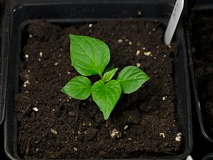 Cor de Laranja II