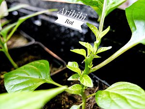 Aribibi Rot 2018_0203