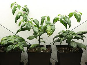 20180203-rocoto-gang-HM6C1086