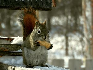 Squirrel