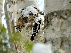 Downy Woodpecker