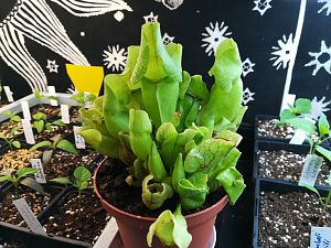 IMG_20180203_190302