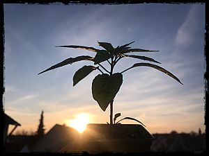 IMG_2825