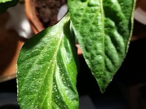 IMG_20180207_202330