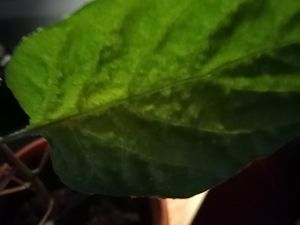IMG_20180207_202318