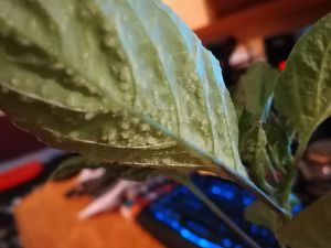 IMG_20180207_202309