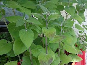 Tomatillo