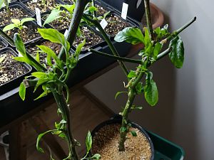 IMG_20180211_210331