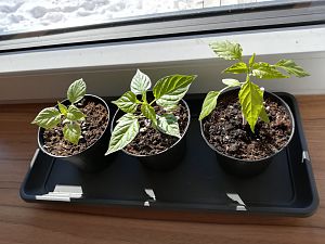 Canaria, Charapita, Thunder