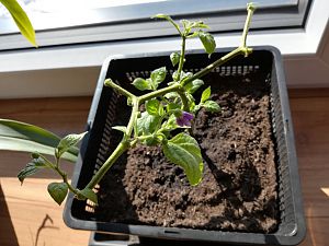 Giant Rocoto