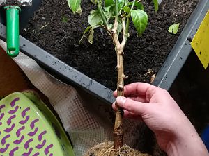 Jalapeno Grande
