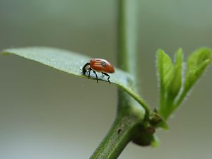 20180218-rocoto-cuencano-marienkaefer-HM6C1227-small