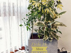 Dedo De Moca Gigante Gelb