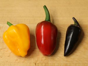 20180224-bhut-jala-serrano-HM6C1273-small