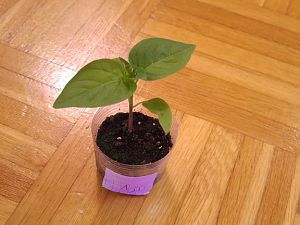 Aji White Fantasy