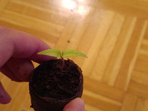 Habanero helle Blätter