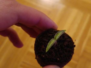 Habanero mittlere Blätter