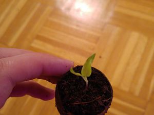 Jalapeno rot
