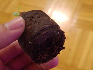Jalapeno rot Wurzeln