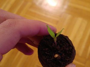 Jalapeno orange