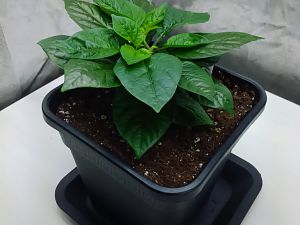 Cream Fatalii 1.3