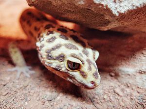 Gecko - M