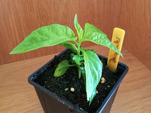 IMG_20180303_092052