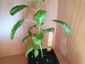 IMG_20180303_092402