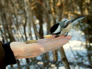 Black-capped Chickadee