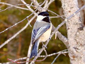 Black-capped Chickadee