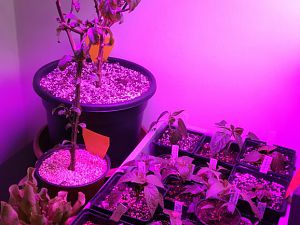 IMG_20180304_210401