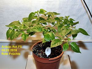 Aribibi Rot (1)