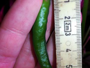 08.03.18 ~6,5cm