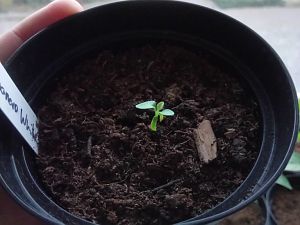 11.03.2018 /// Habanero White