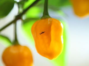 Woifi_KW10-small
