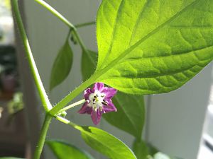 IMG_20180313_134949-1190x1341