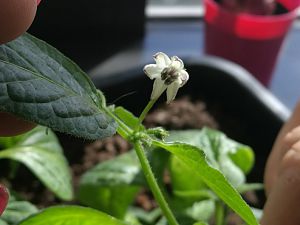 IMG_20180313_135312-706x823
