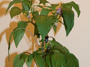 Serrano Purple 5