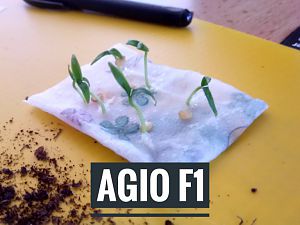 15.03.2018 // Agio F1 Keimbeutel