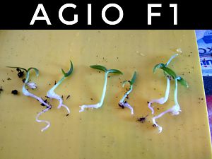 15.03.2018 // Agio F1