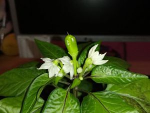 IMG-20180316-WA0006